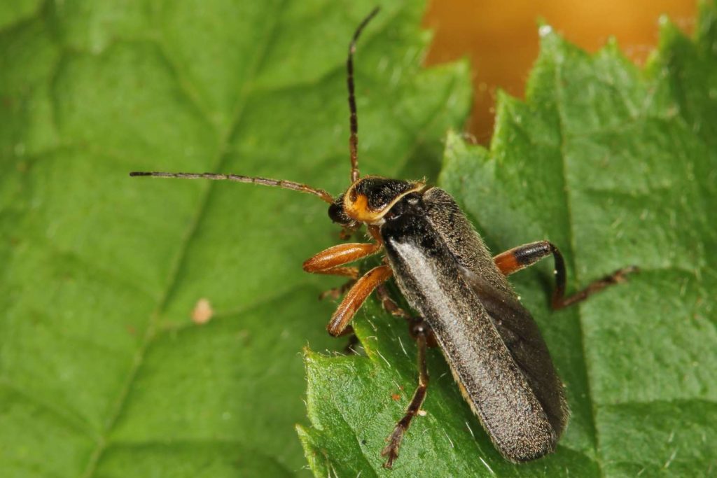 Catharis nigricans